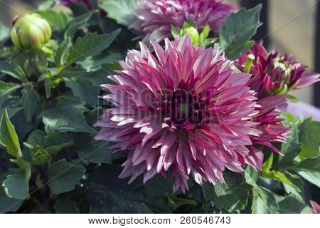 This Is An Image Of A Pink Dahlia