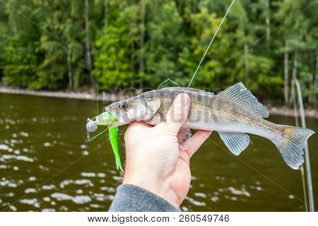 A Small Zander Biting A Green Jig Bait, Fisherman Holding It In Hand