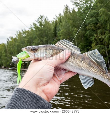 A Small Zander Biting A Green Jig Bait, Fisherman Holding It In Hand
