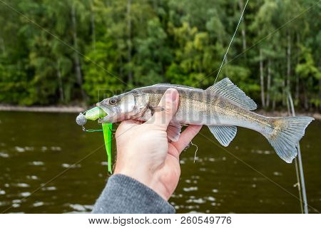 A Small Zander Biting A Green Jig Bait, Fisherman Holding It In Hand