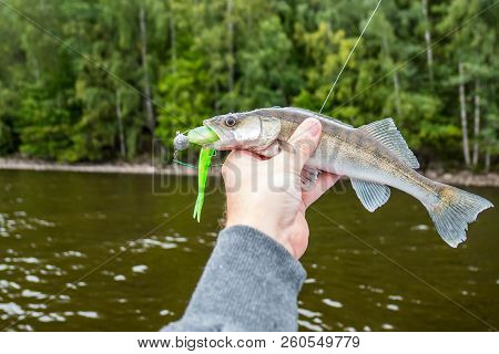 A Small Zander Biting A Green Jig Bait, Fisherman Holding It In Hand