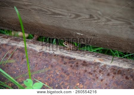Little Frog Hides Between Wood Block And Metal Beam