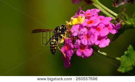 Common Wasp On Colorful Cluster Of Lantana Flowers