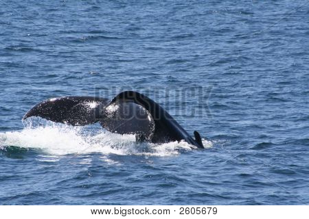 Cola de ballena