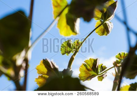 Pelargoniums Are From The Same Plant Family As The Hardy Perennial Geranium, However, Pelargoniums A