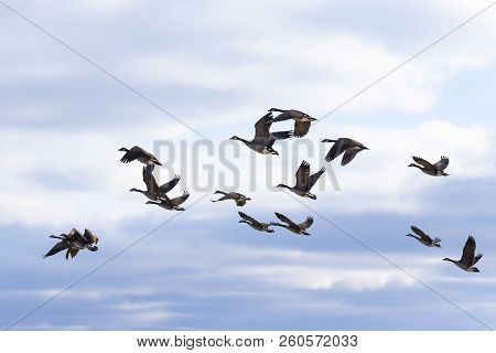 Hunting Season Waterfowl, Geese, Ducks.
The Many Hunters Waiting For   The Flocks 
Of Geese And Duck