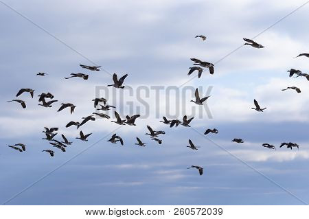 Hunting Season Waterfowl, Geese, Ducks.
The Many Hunters Waiting For   The Flocks 
Of Geese And Duck