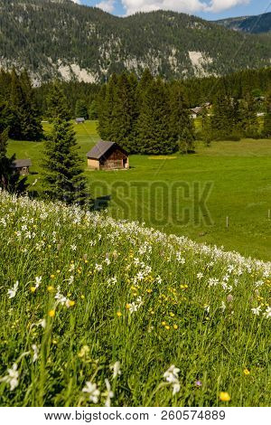 Field With White Poet`s Narcissus And Green Juicy Grass On A Spring Sunny Day. Blaa-alm, Styria, Aus