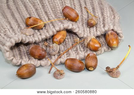 Acorns And Cupules On A Beanie After Harvesting In A Forest During Autumn