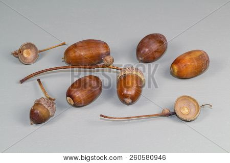 Acorns And Cupules After Harvesting In A Forest During Autumn