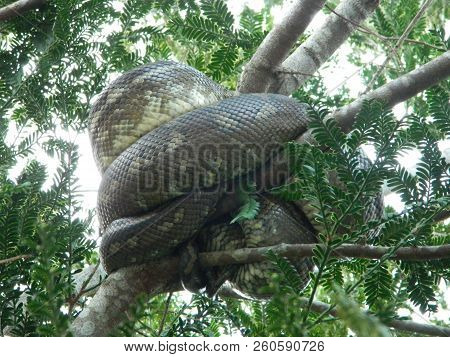 Australian Carpet Python Moving Through A Tree By Our House After Spending The Night In Our Roof Cav