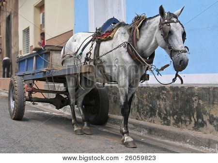  hest og vogn granada nicaragua