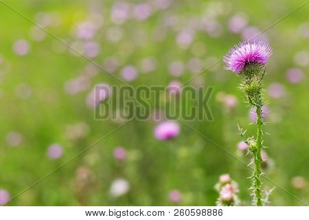 Burdock Flower On The Lawn. Natural Background With A Forest Flower And A Blurry Backdrop. Wait-a-bi