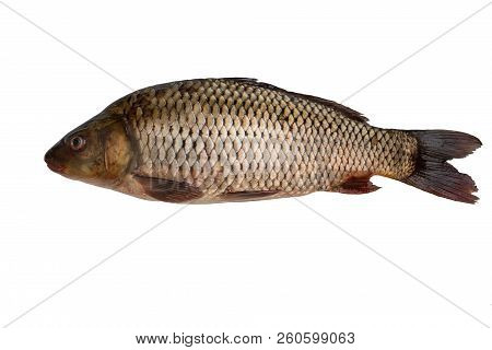 One Whole Unclear Fish Crucian Carp Isolated On White Background. Fresh Fish With Scales. Life Fish.