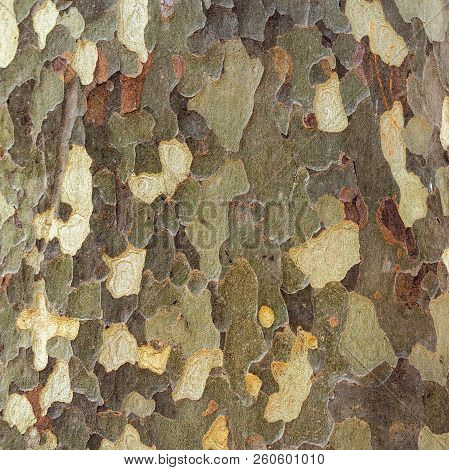 Platan Bark Wooden Background. Close Up. Natural Tree Bark Texture.