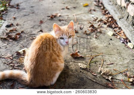 Homeless White And Red Kitten Sitting On The Ground