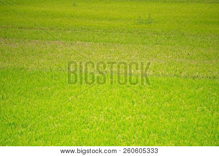 Green Rice Paddy Field In South Korea Around Harvest Season