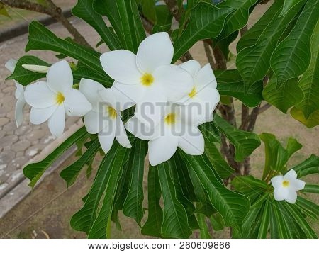 Close Up Of Hibiscus Or Chaba Flower On Blurred Branch And Leaves Background, White Flower As A Back