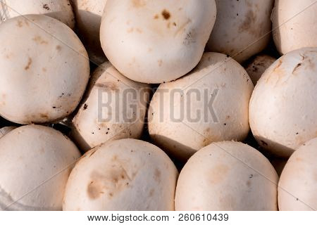 Photo Picture Of  Fresh White Mushroom Food Texture Background