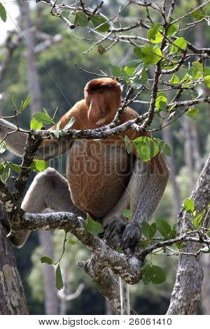 monos narigudos en borneo