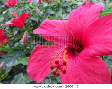 Flor de hibisco