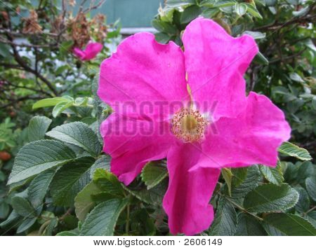 Flor de rosa selvagem