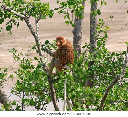 Proboscis monkeys in borneo