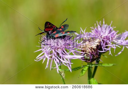 A Six-spot Burnet Moth -zygaena Filipendulae- Sitting On Knapweed -centaurea Genus- Flower, In The I