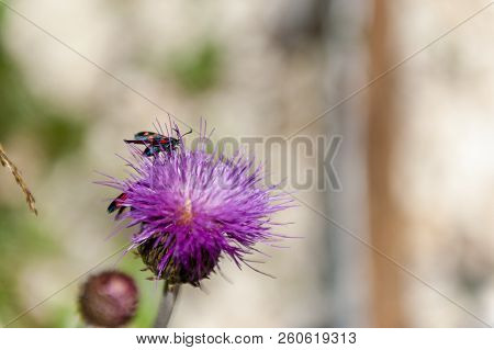 A Six-spot Burnet Moth -zygaena Filipendulae- Sitting On Knapweed -centaurea Genus- Flower, In The I