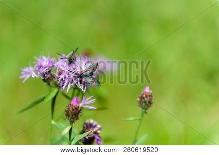 A Six-spot Burnet Moth -zygaena Filipendulae- Sitting On Knapweed -centaurea Genus- Flower, In The I