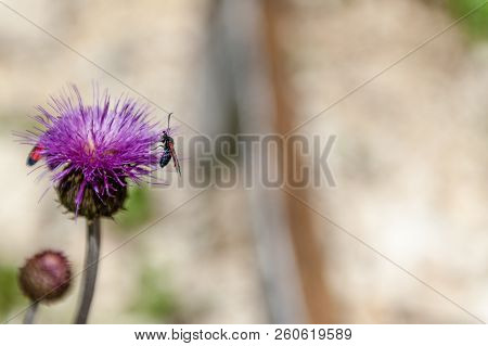 A Six-spot Burnet Moth -zygaena Filipendulae- Sitting On Knapweed -centaurea Genus- Flower, In The I