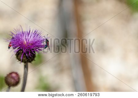 A Six-spot Burnet Moth -zygaena Filipendulae- Sitting On Knapweed -centaurea Genus- Flower, In The I