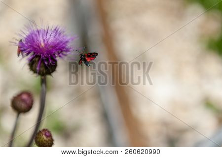 A Six-spot Burnet Moth -zygaena Filipendulae- Sitting On Knapweed -centaurea Genus- Flower, In The I