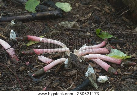 Mushrooms (mutinus Ravenelii) On A Forest Soil