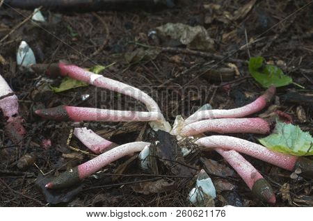 Mushrooms (mutinus Ravenelii) On A Forest Soil