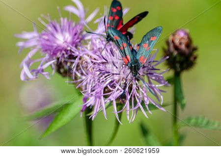 A Six-spot Burnet Moth -zygaena Filipendulae- Sitting On Knapweed -centaurea Genus- Flower, In The I