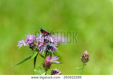 A Six-spot Burnet Moth -zygaena Filipendulae- Sitting On Knapweed -centaurea Genus- Flower, In The I