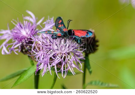 A Six-spot Burnet Moth -zygaena Filipendulae- Sitting On Knapweed -centaurea Genus- Flower, In The I