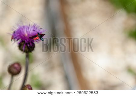 A Six-spot Burnet Moth -zygaena Filipendulae- Sitting On Knapweed -centaurea Genus- Flower, In The I