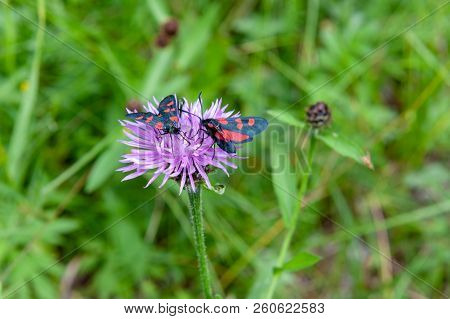 A Six-spot Burnet Moth -zygaena Filipendulae- Sitting On Knapweed -centaurea Genus- Flower, In The I