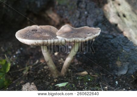 Deer Mushroom (pluteus Cervinus) Near A Birch Tree Stump