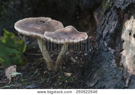 Deer Mushroom (pluteus Cervinus) Near A Birch Tree Stump