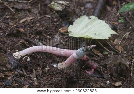 Mushrooms (mutinus Ravenelii) On A Forest Soil