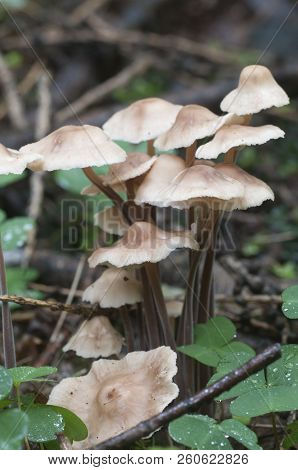 Mushrooms (gymnopus Confluens) On An Old Gray Autumn Leaves