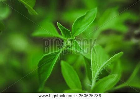 Lemon Basil Thai Lemon Basil Ocimum Basil Hybrid Plant