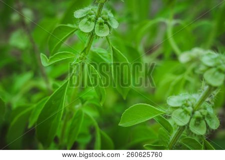 Flowering Lemon Basil Useful Spice Harry Basil Thai Lemon Basil