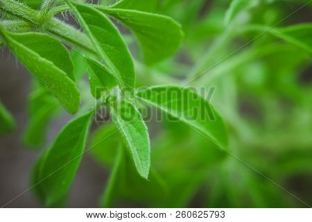 Lemon Basil Thai Lemon Basil Ocimum Basil Hybrid Plant