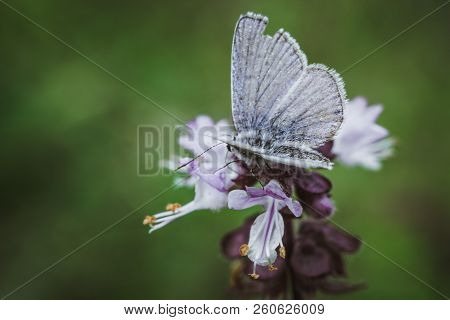 Flowering Thai Basil In The Garden Purple Spice Thai Vietnamese Cuisine