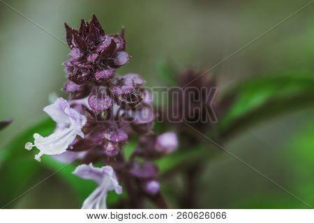Flowering Thai Basil In The Garden Purple Spice Thai Vietnamese Cuisine