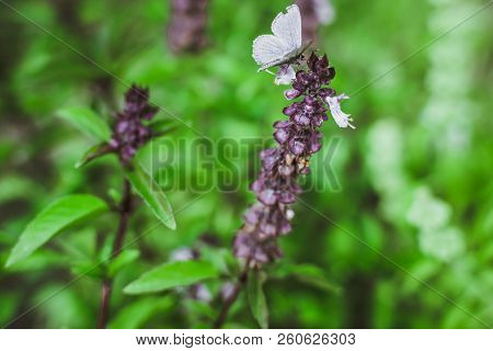 Flowering Thai Basil In The Garden Purple Spice Thai Vietnamese Cuisine